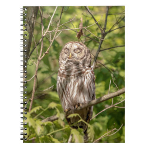Cuaderno Lechuza Sleepy Barred