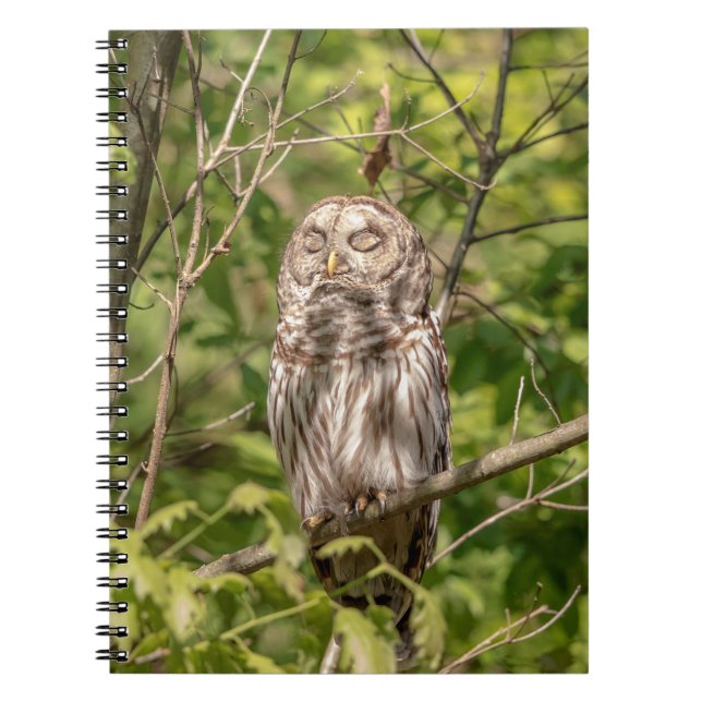 Cuaderno Lechuza Sleepy Barred (Frente)