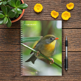 Cuaderno Leiothrix colorida / Pekin Robin Songbird