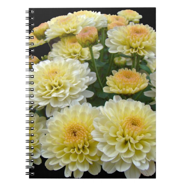 Cuaderno Lemon Meringue Chrysanthemums (Frente)