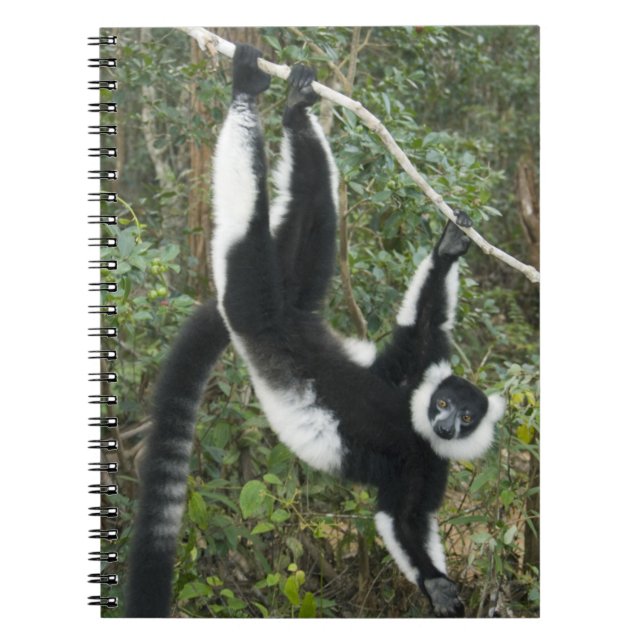 Cuaderno Lémur de cola anillada negro y blanco, (Varecia (Frente)