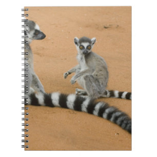 Cuaderno Lémures de cola anillada, (Lemur catta), Berenty