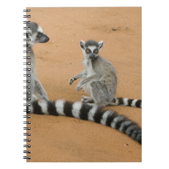 Cuaderno Lémures de cola anillada, (Lemur catta), Berenty (Frente)