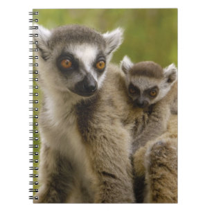 Cuaderno Lémures de cola anillada (Lemur catta) Madre e hij