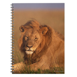 Cuaderno León 8