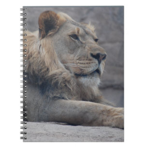 Cuaderno León africano