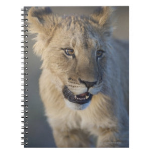 Cuaderno León Cub (Panthera Leo) el Namibia
