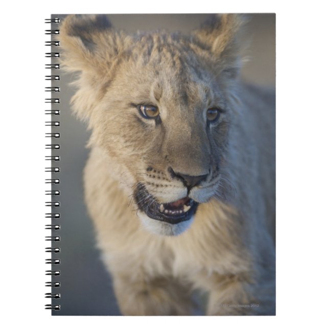 Cuaderno León Cub (Panthera Leo) el | Namibia (Frente)
