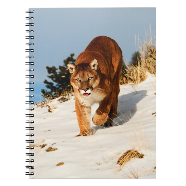 Cuaderno León de montaña sobre colina nevada (Frente)