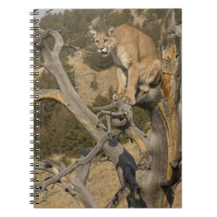 Cuaderno León de Montaña, también conocido como puma, cugua