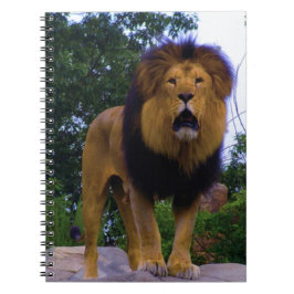 Cuaderno León en una roca