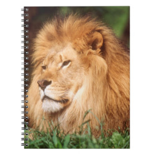 Cuaderno León macho adulto