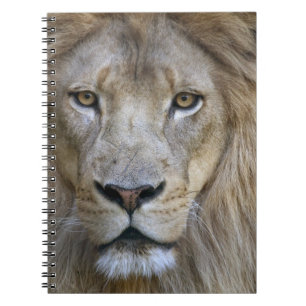 Cuaderno León macho adulto en el zoológico de Sacramento, C