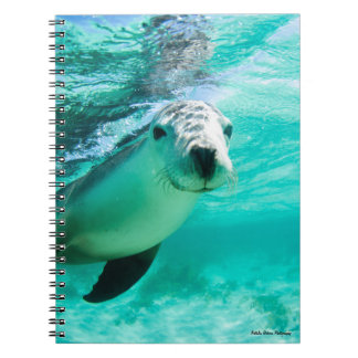 Cuaderno León marino australiano