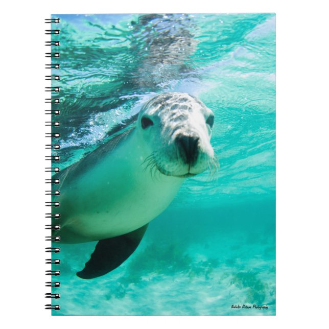 Cuaderno León marino australiano (Frente)