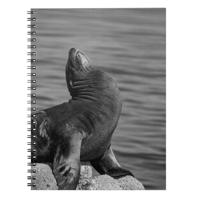 Cuaderno León marino encaramado sobre rocas - Fotografía de (Frente)