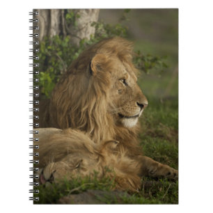 Cuaderno León, Panthera leo, Lower Mara, Masai Mara GR,
