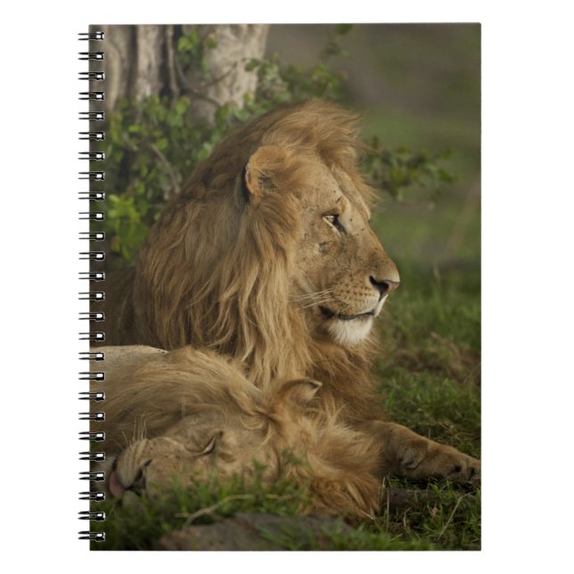 Cuaderno León, Panthera leo, Lower Mara, Masai Mara GR, (Frente)