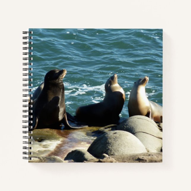 Cuaderno Leones marinos de San Diego (Anverso)