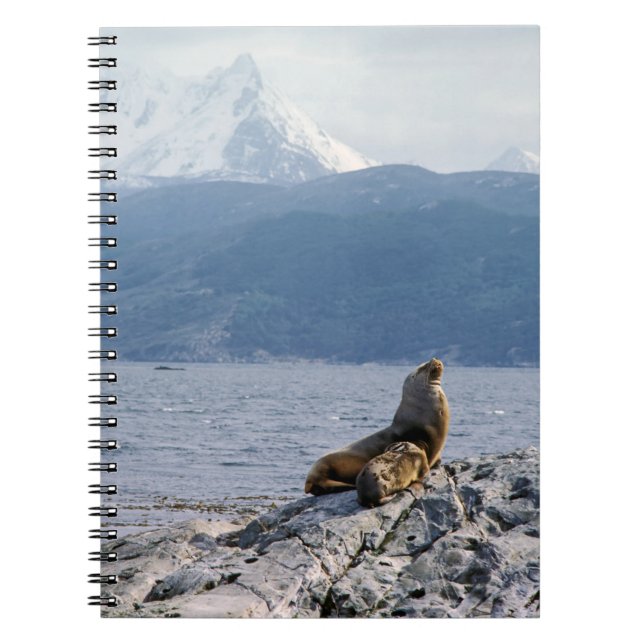 Cuaderno Leones marinos en canal de remolacha - Argentina (Frente)