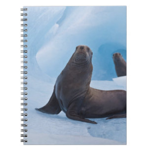 Cuaderno Leones marinos estelares juguetones forcejean en i