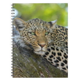Cuaderno Leopardo en reposo