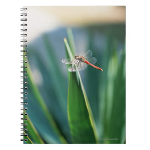 Cuaderno Libélula