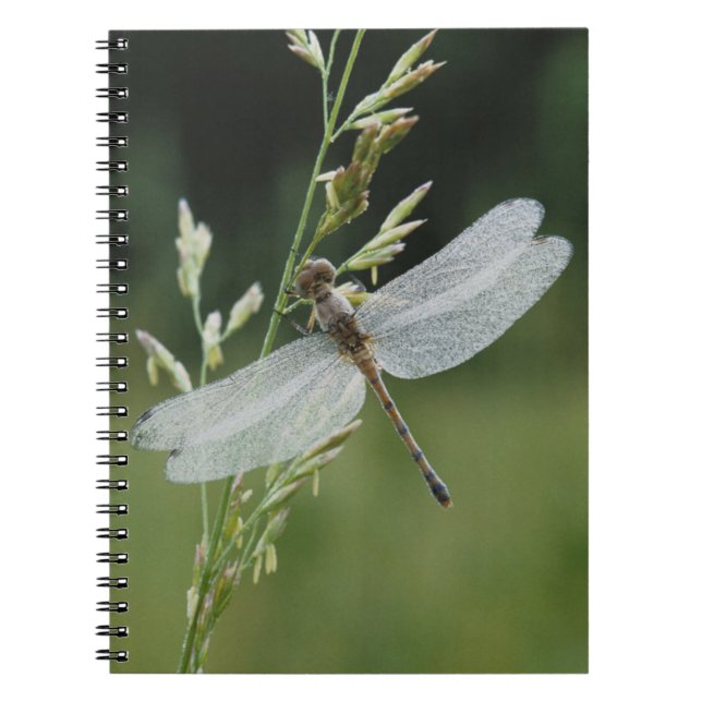 Cuaderno Libélula Darner cubierta de rocío (Frente)