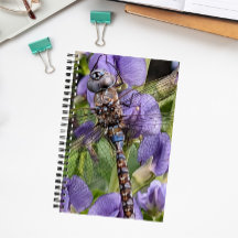 Libélula Darner de Ojos Azules en Flor