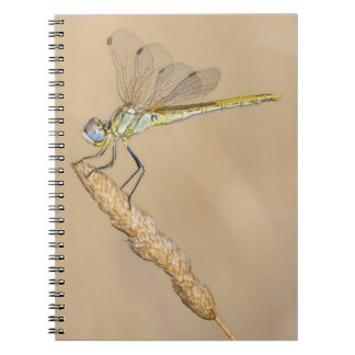 Cuaderno Libélula Skimmer Insecto Hembra (CC BY 4.0) Notebo
