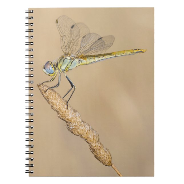 Cuaderno Libélula Skimmer Insecto Hembra (CC BY 4.0) Notebo (Frente)