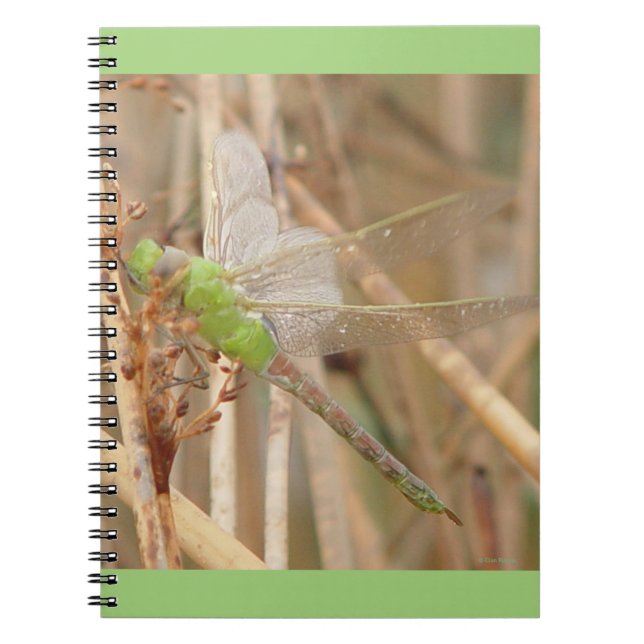 Cuaderno Libélula verde I1 (Frente)