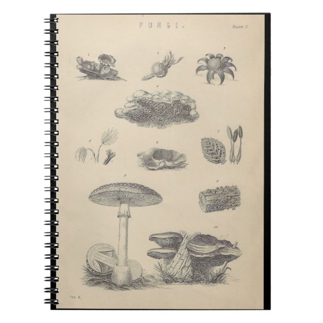 Cuaderno Libro de notas de Ilustracion de hongos del siglo  (Frente)