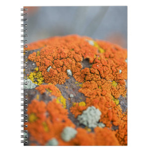 Cuaderno Lichen naranja moss stone gris