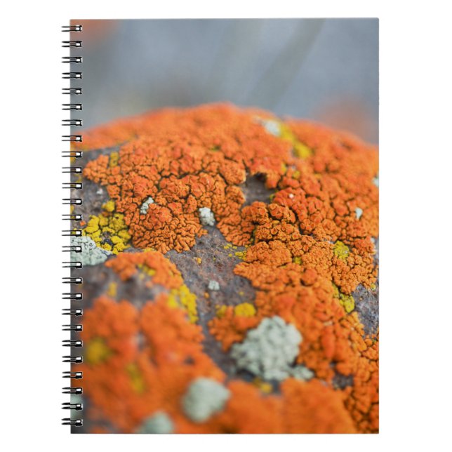 Cuaderno Lichen naranja moss stone gris (Frente)