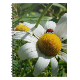 Cuaderno Lieveheersbeestje op margriet in de natuur.
