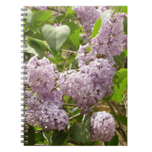 Cuaderno Lilac Bush hermosas flores de primavera morada