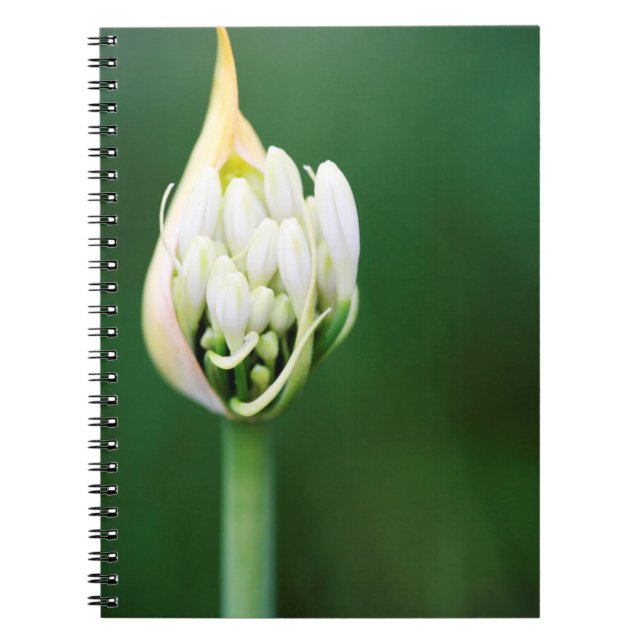 Cuaderno Lily africana, Agapanthus Praecox, Ciudad del Cabo (Frente)