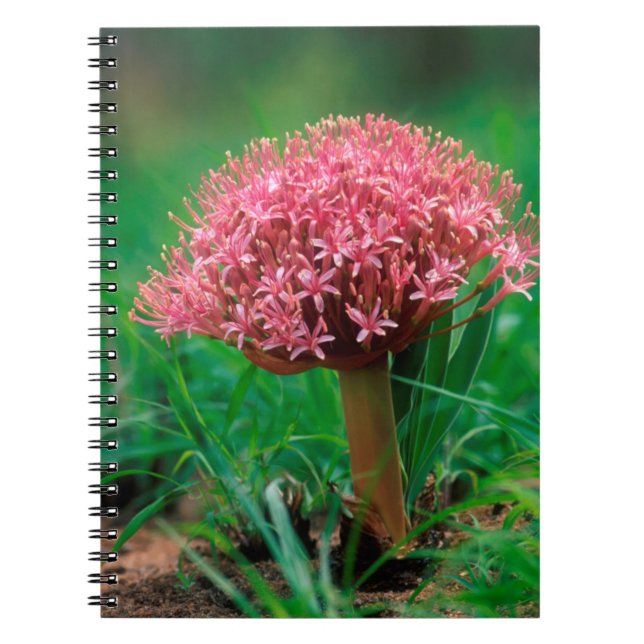 Cuaderno Lily africana (Agapanthus Praecox), Mala Mala (Frente)