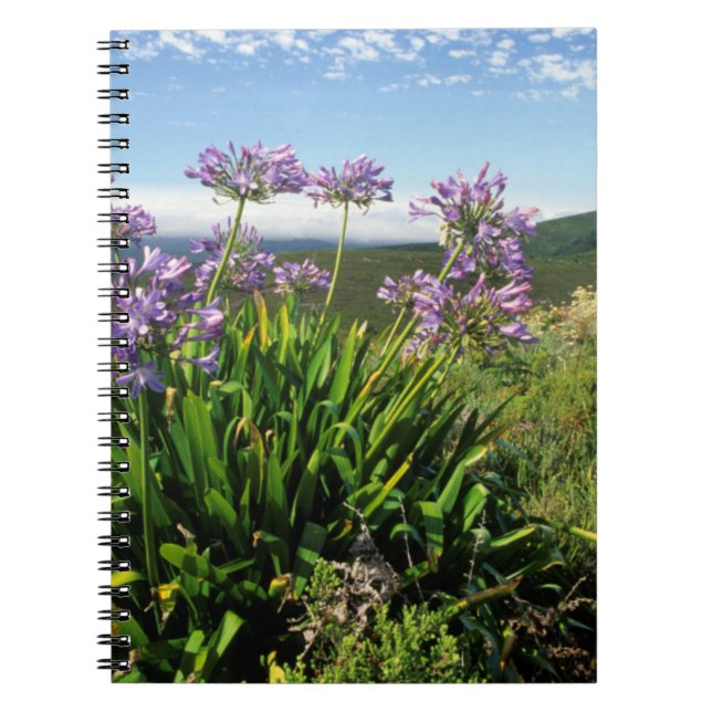 Cuaderno Lily africana (Agapanthus praecox), Mossel Bay (Frente)