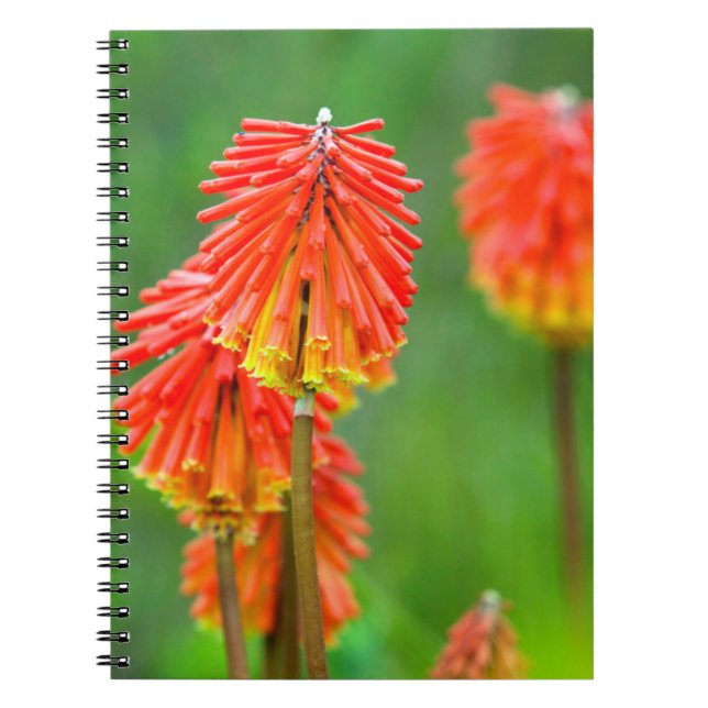 Cuaderno Lily de la antorcha (Kniphofia Uvaria), Cabo Occid (Frente)