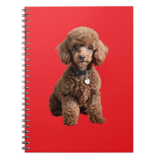Cuaderno Lindo Caniche en Taza de Té