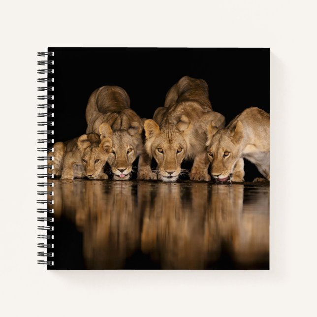 Cuaderno Lion Pride Drinks at the Water Hole at Night (Anverso)