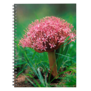 Cuaderno Lirio Africano (Agapanthus Praecox), Mala Mala