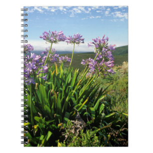 Cuaderno Lirio africano (Agapanthus praecox), Mossel Bay