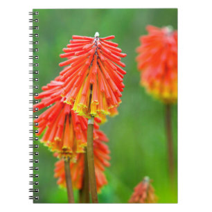 Cuaderno Lirio Antorcha (Kniphofia Uvaria), Cabo Occidental