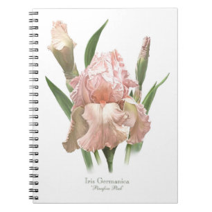 Cuaderno Lirio barbudo rosa