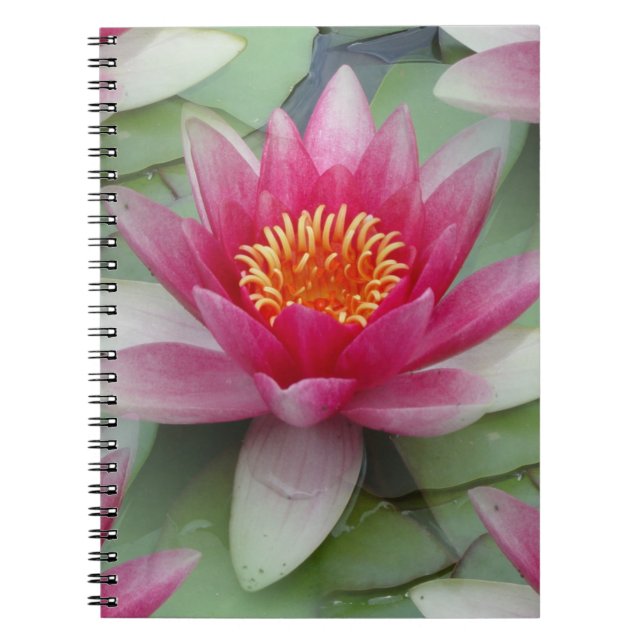 Cuaderno Lirio de agua de Lotus rosa (Frente)