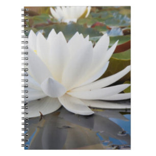 Cuaderno Lirio de Agua Fragante (Nymphaea Odorata) en Caddo