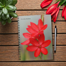 Cuaderno Lirio de Kaffir / Lirio de río / Hesperantha Cocci